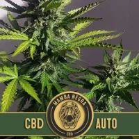 Blim  Burn  Cannabis  Seeds  Mamba  Negra  Auto  Cbd