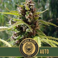 Blim  Burn  Cannabis  Seeds  Mamba  Negra  Auto