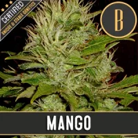 Blim  Burn  Cannabis  Seeds  Mango