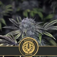 Blim  Burn  Cannabis  Seeds  Narkosis