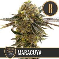 Blim  Burn  Cannabis  Seeds  Nikki  Swami  S  Maracuya