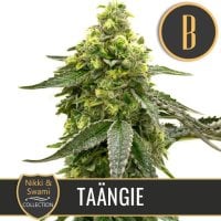 Blim  Burn  Cannabis  Seeds  Nikki  Swami  S  Taangie