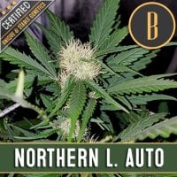 Blim  Burn  Cannabis  Seeds  Northern  Automatic