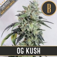 Blim  Burn  Cannabis  Seeds  Og  S  Kush