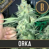 Blim  Burn  Cannabis  Seeds  Orka
