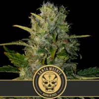 Blim  Burn  Cannabis  Seeds  Santa  Muerte