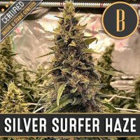 Blim  Burn  Cannabis  Seeds  Silver  Surfer  Haze