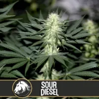 Blim  Burn  Cannabis  Seeds  Sour  Diesel