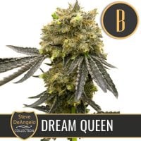 Blim  Burn  Cannabis  Seeds  Steve  S  Dream  Queen