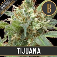 Blim  Burn  Cannabis  Seeds  Tijuana