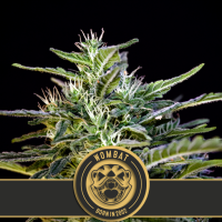 Blim  Burn  Cannabis  Seeds  Wombat