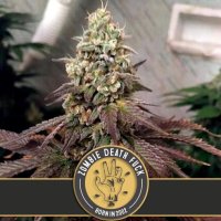 Blim  Burn  Cannabis  Seeds  Zombie  Death  Fuck