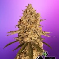 Bomb  Cannabis  Seeds  Baked  Bomb