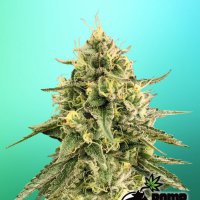 Bomb  Cannabis  Seeds  Monkey  Bomb