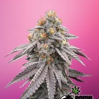 Bomb  Cannabis  Seeds  Runtz  Bomb