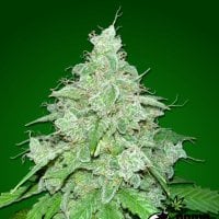 Bomb  Cannabis  Seeds  Thc  Fritters  Auto