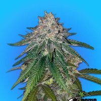 Bomb  Cannabis  Seeds  Zkittlez  Gum  Bomb