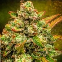 Bsb Genetics Cannabis Seeds Amnesia Haze Auto