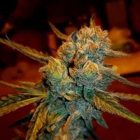 Bsb  Genetics  Cannabis  Seeds  Amnesia  Haze
