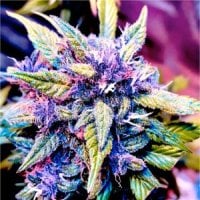 Bsb  Genetics  Cannabis  Seeds  Blackberry  Rocks