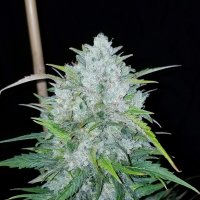Bsb  Genetics  Cannabis  Seeds  Bruce  Banner  Auto