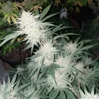 Bsb  Genetics  Cannabis  Seeds  Collectors  Edition  Cherry  Punch
