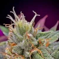 Bsb  Genetics  Cannabis  Seeds  Collectors  Edition  Mac 1