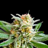 Bsb  Genetics  Cannabis  Seeds  Collectors  Edition  Slurricane