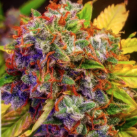 Bsb  Genetics  Cannabis  Seeds  Diablo  Xl  Auto
