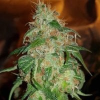 Bsb  Genetics  Cannabis  Seeds  Gelato 45