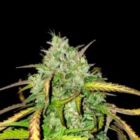 Bsb  Genetics  Cannabis  Seeds  Girl  Scout  Cookies  Auto