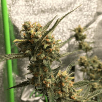 Bsb  Genetics  Cannabis  Seeds  Gorilla  Glue 4  Auto