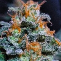 Bsb  Genetics  Cannabis  Seeds  Lemon  Haze