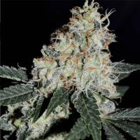 Bsb Genetics Cannabis Seeds Stardawg