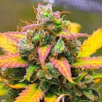 Bsb Genetics Cannabis Seeds Strawberry Banana