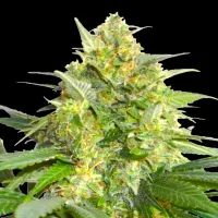 Bsb  Genetics  Cannabis  Seeds  Widow  Maker