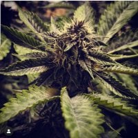Bsbs  Cali  Connection  Cannabis  Seeds  Cali  Connection  Cali  Cherry  Pie