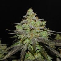 Bsbs  Cali  Connection  Cannabis  Seeds  Cali  Connection  Cali  Og  Kush