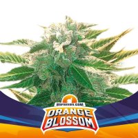Bsf Cannabis Seeds Orange Blossom Xxl Auto