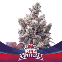 Bsf Cannabis Seeds Red Critical Auto