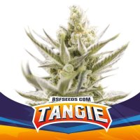 Bsf  Cannabis  Seeds  Tangie  Xxl  Auto