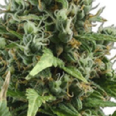 C  B  D  Cannabis  Seeds  Auto  Amnesia