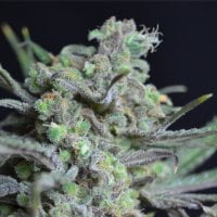 C  B  D  Cannabis  Seeds  Critical