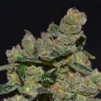 C  B  D  Cannabis  Seeds  Diesel