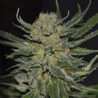 C  B  D  Cannabis  Seeds  Domina