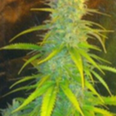 C B D Cannabis Seeds Mexican Haze