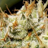 C  B  D  Cannabis  Seeds  Yumbolt