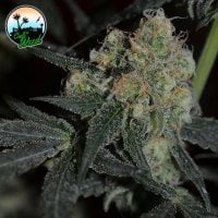 Cali  Weed  Cannabis  Seeds  Biscotti  Peach