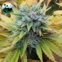 Cali  Weed  Cannabis  Seeds  Cali  Dream