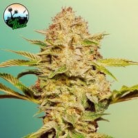 Cali  Weed  Cannabis  Seeds  Cali  Glue  Auto